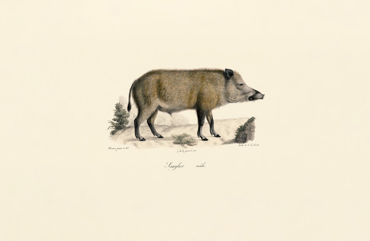 Villsvin av Jacques Christophe Werner