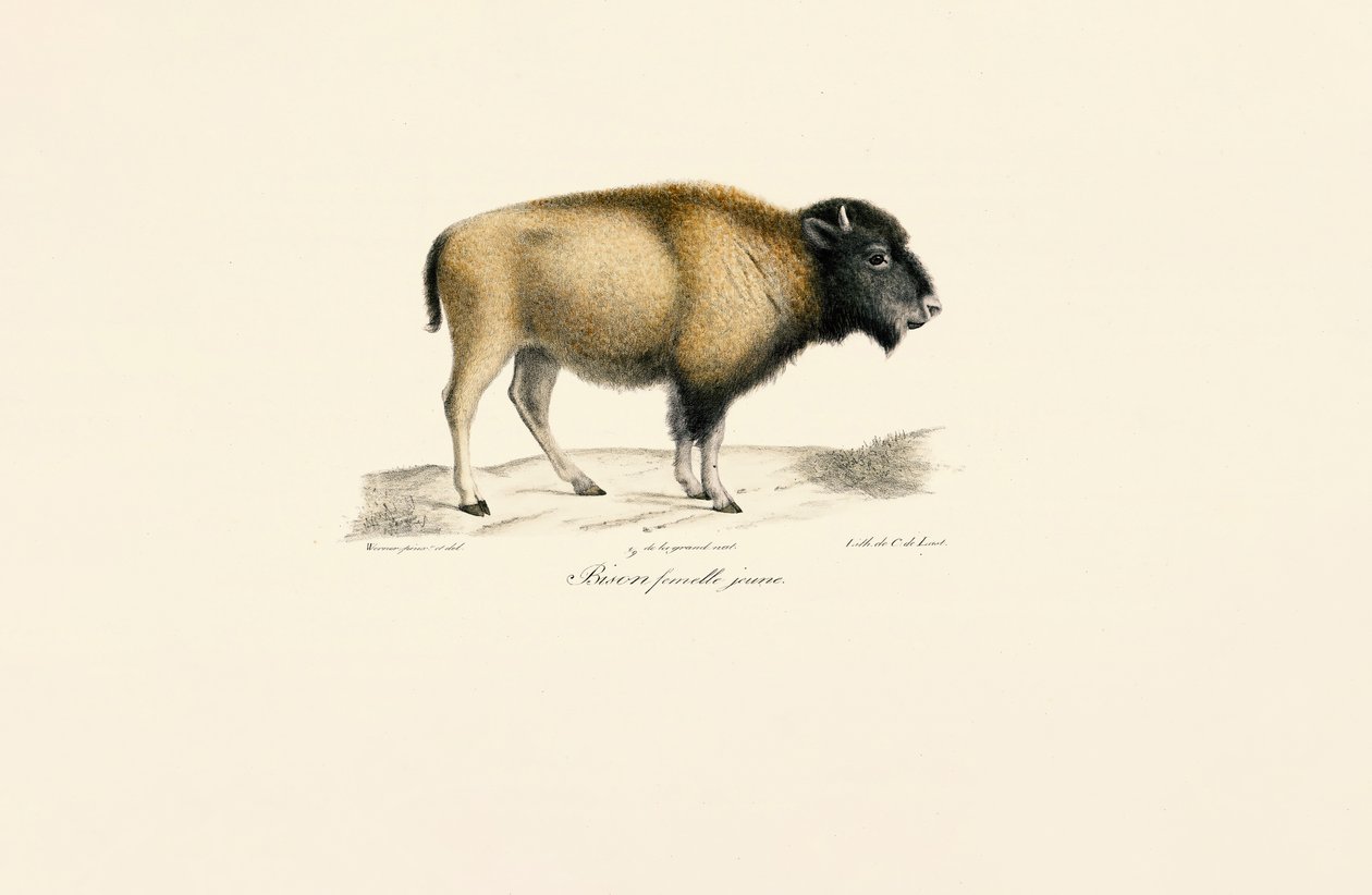 Ung amerikansk bison av Jacques Christophe Werner