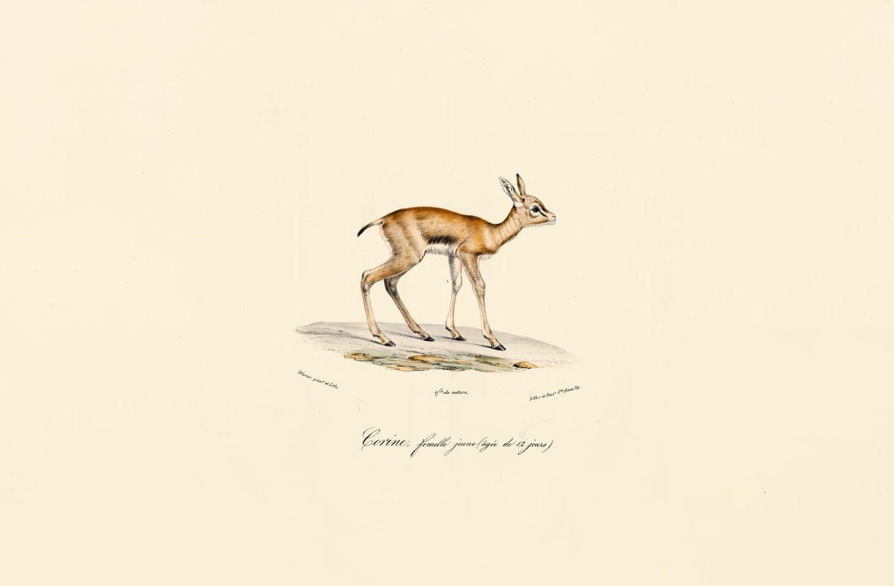 Ung hunn-svarthokk av Jacques Christophe Werner