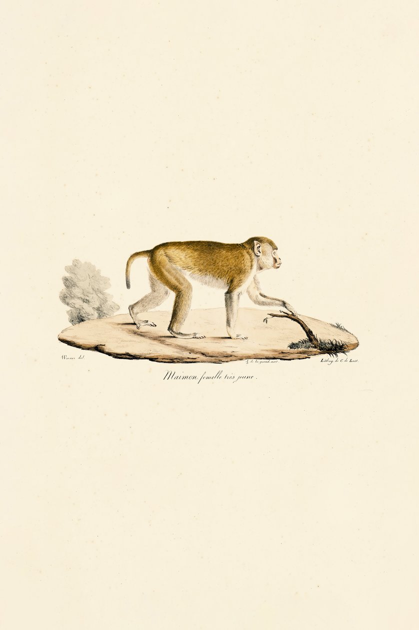 Ung hunn-nattape av Jacques Christophe Werner