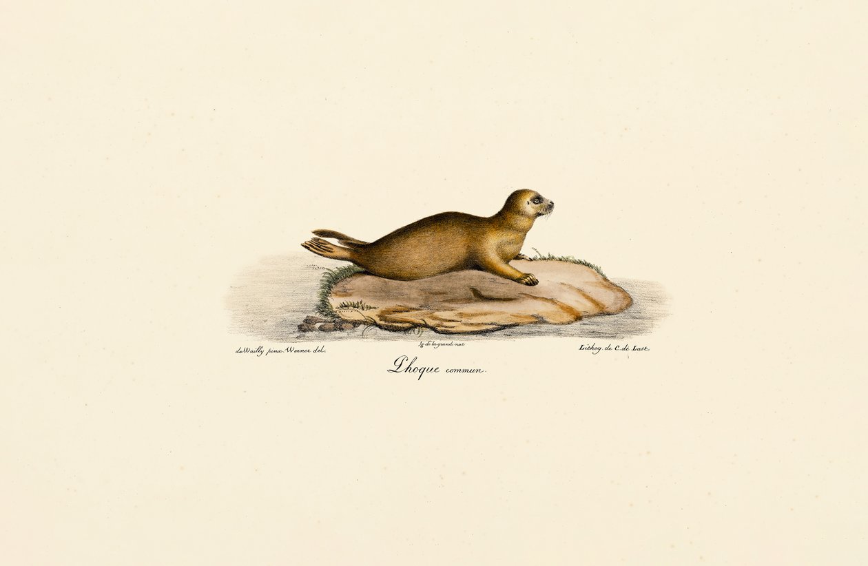 Ung steinkobbe av Jacques Christophe Werner