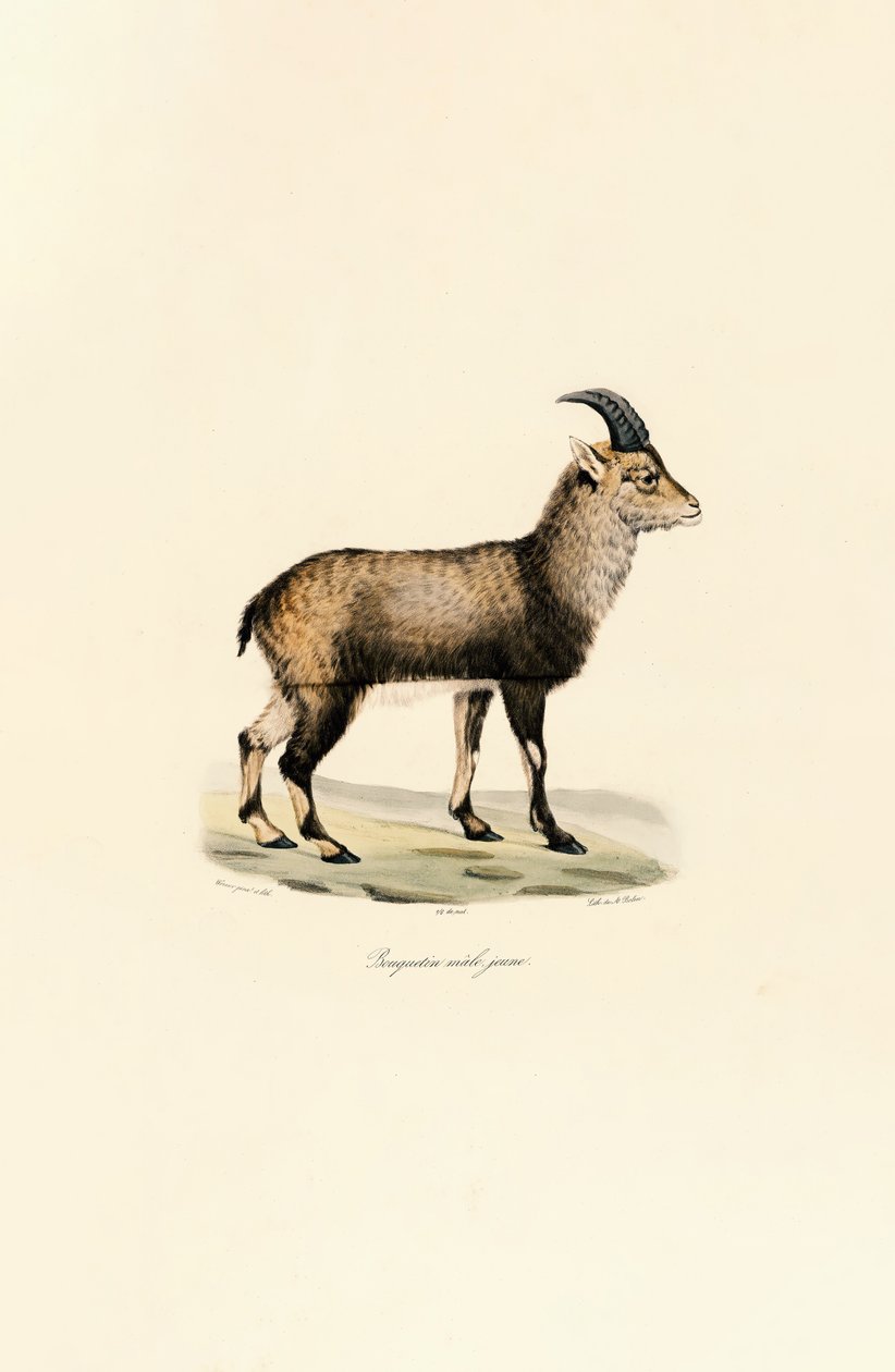  av Jacques Christophe Werner