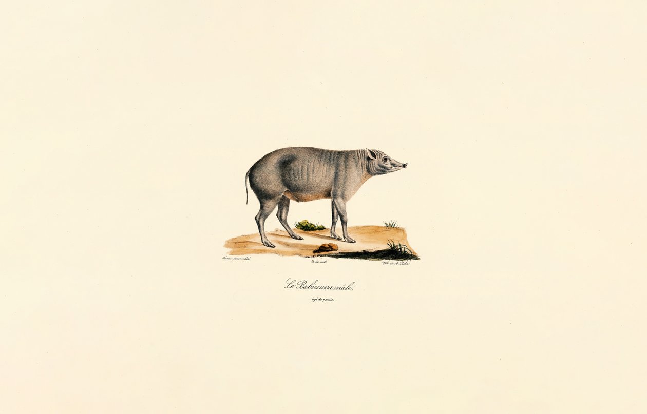 Ung mannlig Babirusa av Jacques Christophe Werner