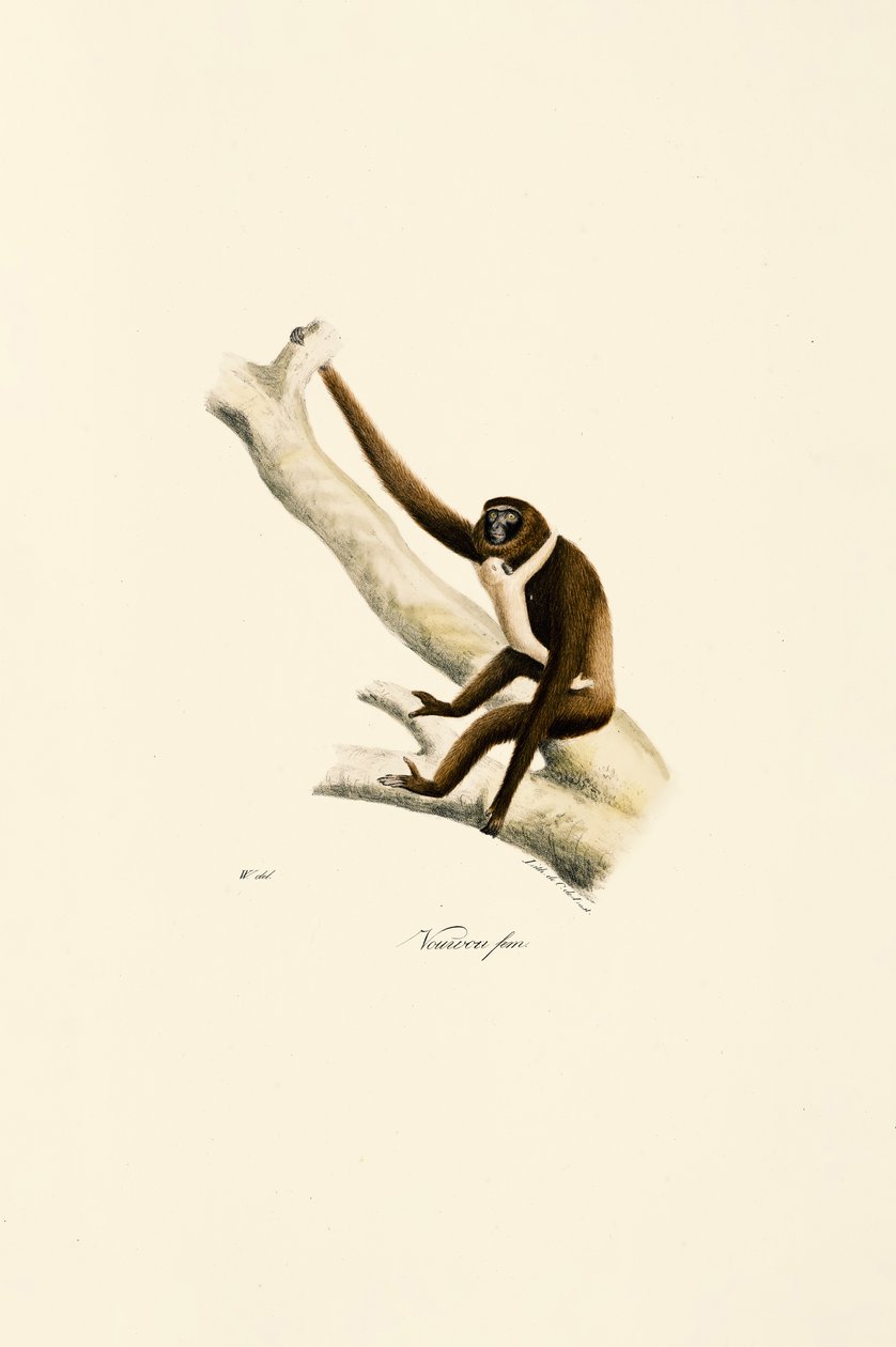  av Jacques Christophe Werner