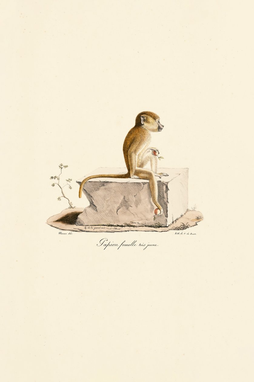  av Jacques Christophe Werner