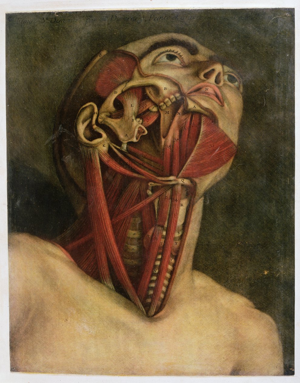 Tverrsnitt av høyre side av halsen og ansiktet, ca. 1745 (mezziotint) av Jacques Fabien Gautier d