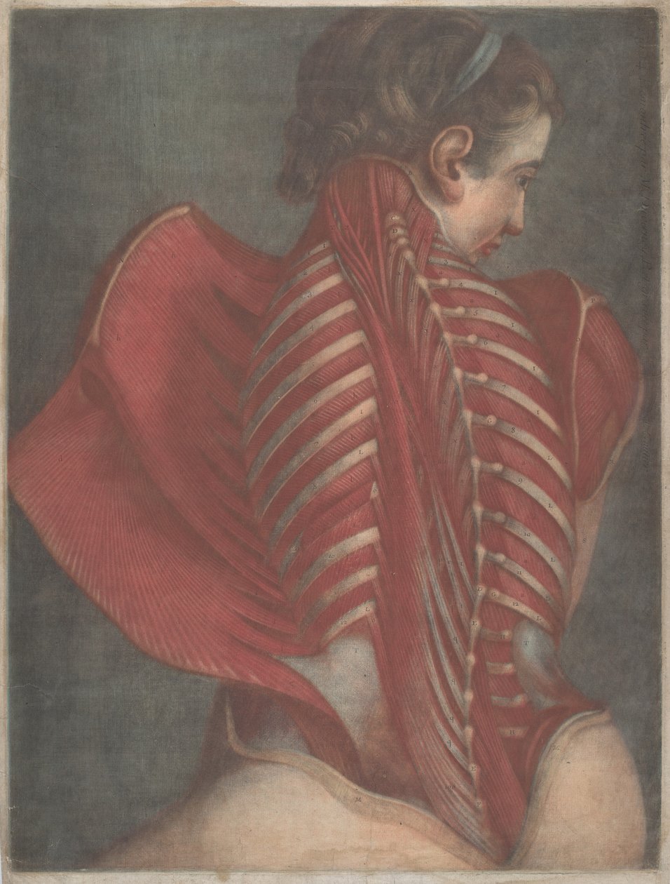 L'Ange anatomique (Den anatomiske engelen) eller disseksjon av en kvinnes rygg av Jacques Fabien Gautier dAgoty