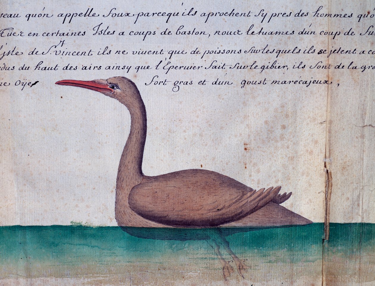 Fugl kalt Foux (Booby), Sao Vicente-øya, Kapp Verde, akvarell fra loggbok av Jacques Gouin de Beauchesne (1652-1730), kaptein for Compagnie royale de la Mer du Sud, fra 1698 til 1701, Frankrike av Jacques Gouin de Beauchesne