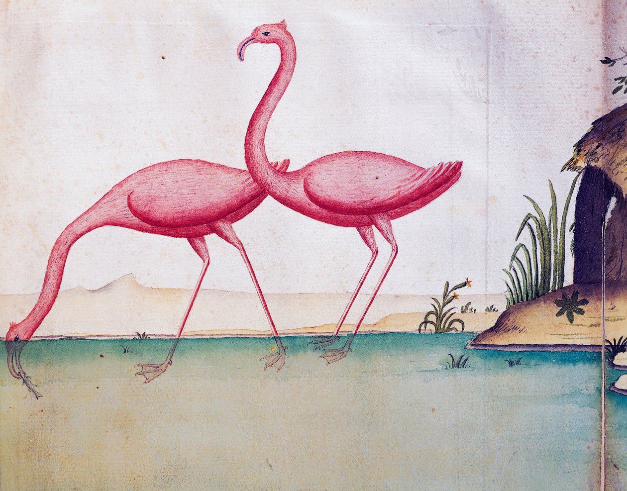 Rosa flamingoer, Galapagosøyene, akvarell fra loggbok av Jacques Gouin de Beauchesne (1652-1730), kaptein for Compagnie royale de la Mer du Sud, fra 1698 til 1701, Frankrike av Jacques Gouin de Beauchesne