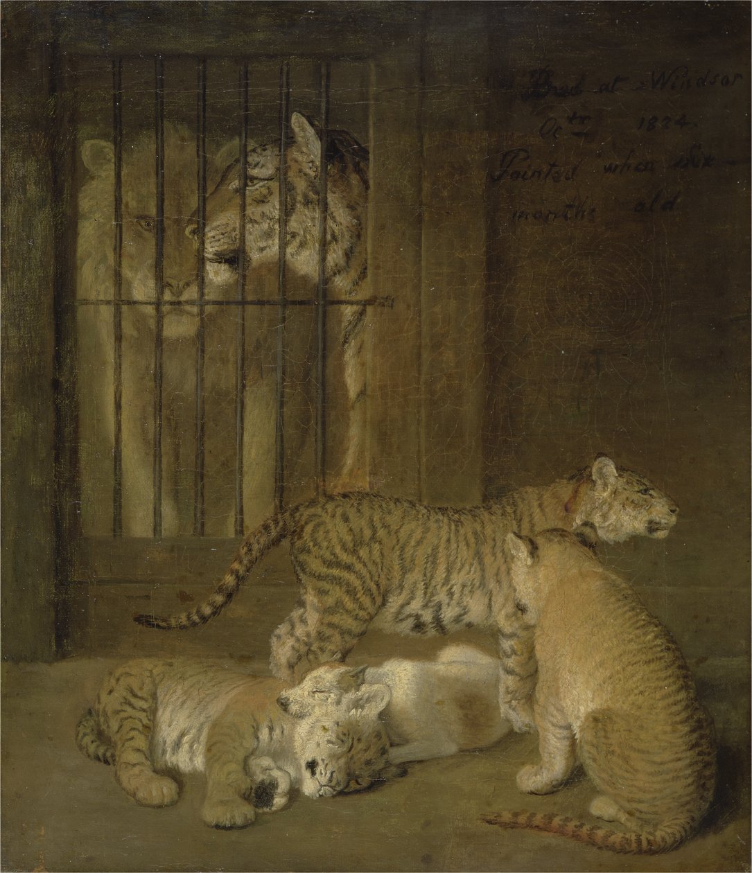 Gruppe av hvalpe avlet mellom en løve og en tiger av Jacques Laurent Agasse