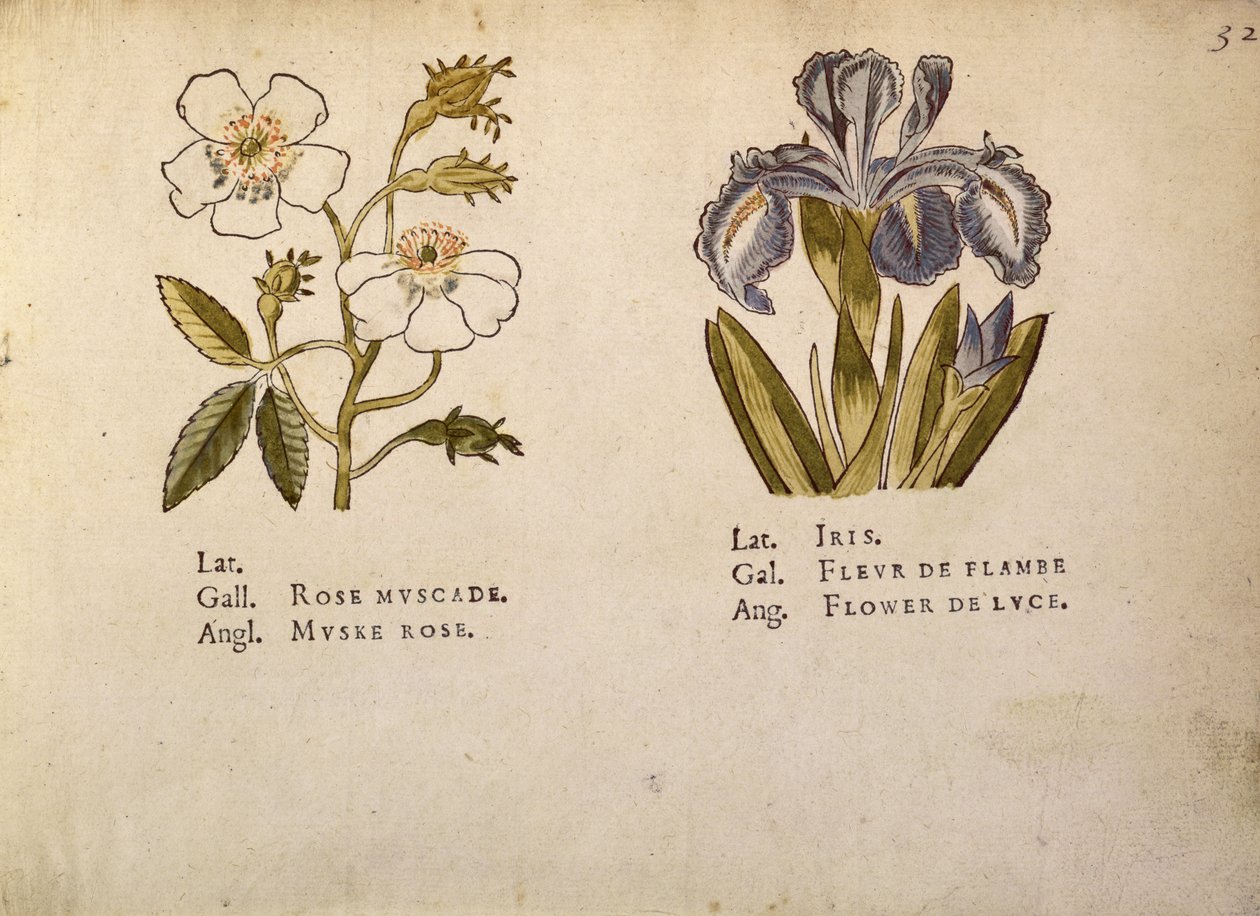 Rose og Iris, fra La Clef des Champs av Jacques Le Moyne