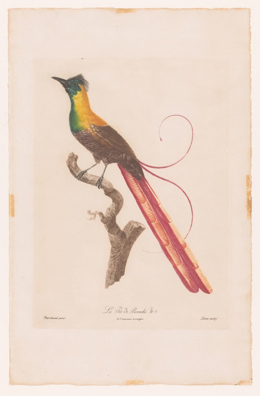 Paradisfugl på en gren La Pie de Paradis nr. 5 (tittel på objekt) av Jacques Louis Perée