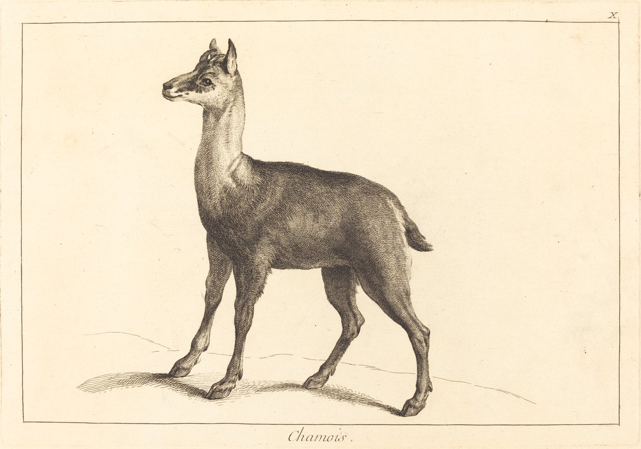 Chamois (gesser) av Jacques Philippe Le Bas and Jean Eric Rehn after Jean Baptiste Oudry