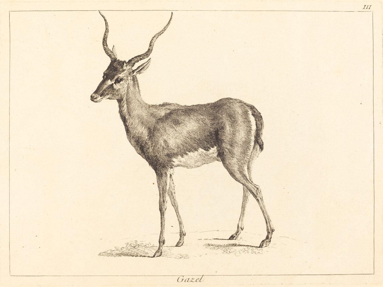 Gaselle (Gazelle) av Jacques Philippe Le Bas and Jean Eric Rehn after Jean Baptiste Oudry