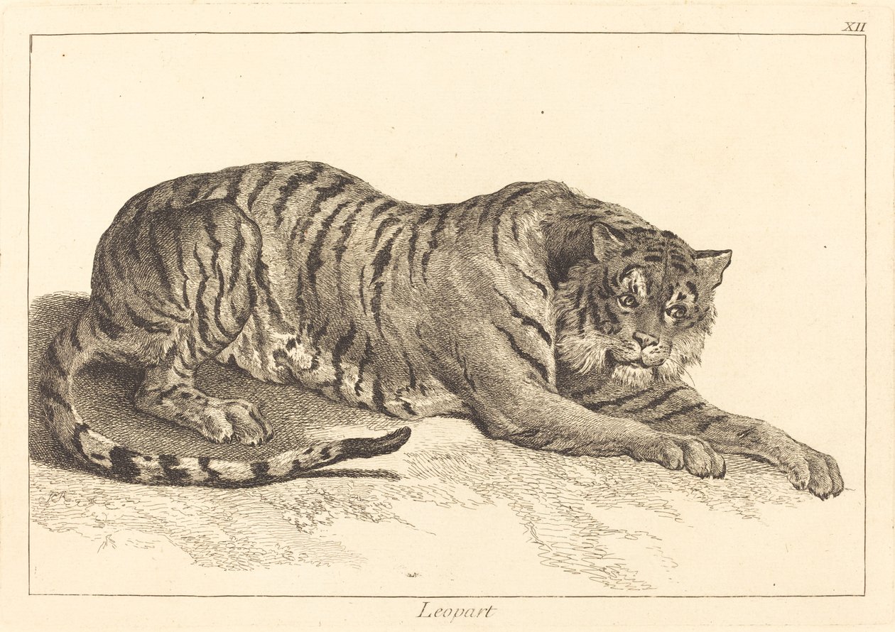 Leopard (leopard eller tiger) av Jacques Philippe Le Bas and Jean Eric Rehn after Jean Baptiste Oudry