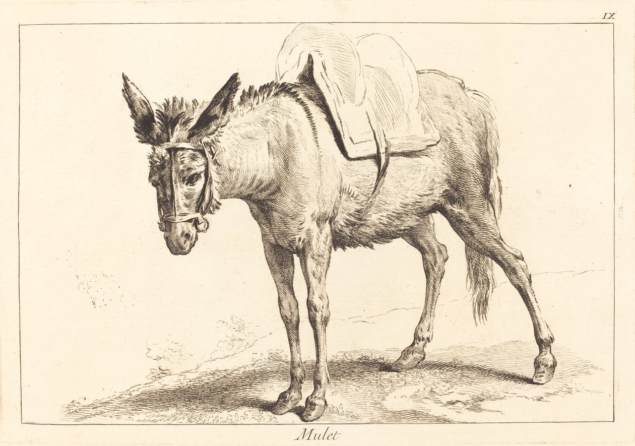 Mulet (muldyr eller sadelt esel) av Jacques Philippe Le Bas and Jean Eric Rehn after Jean Baptiste Oudry
