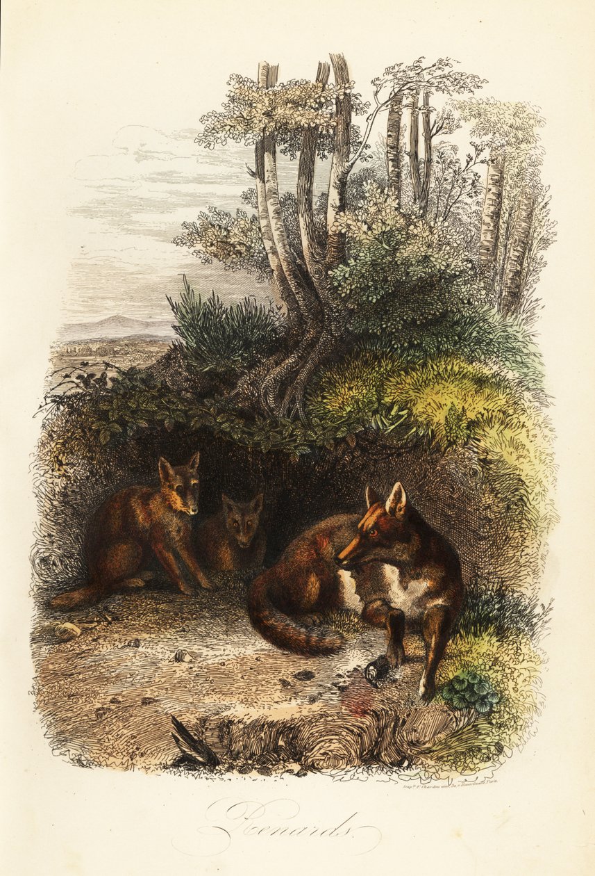 Familie av rødrev, Vulpes vulpes, utenfor et hi av Jacques Raymond (after) Brascassat