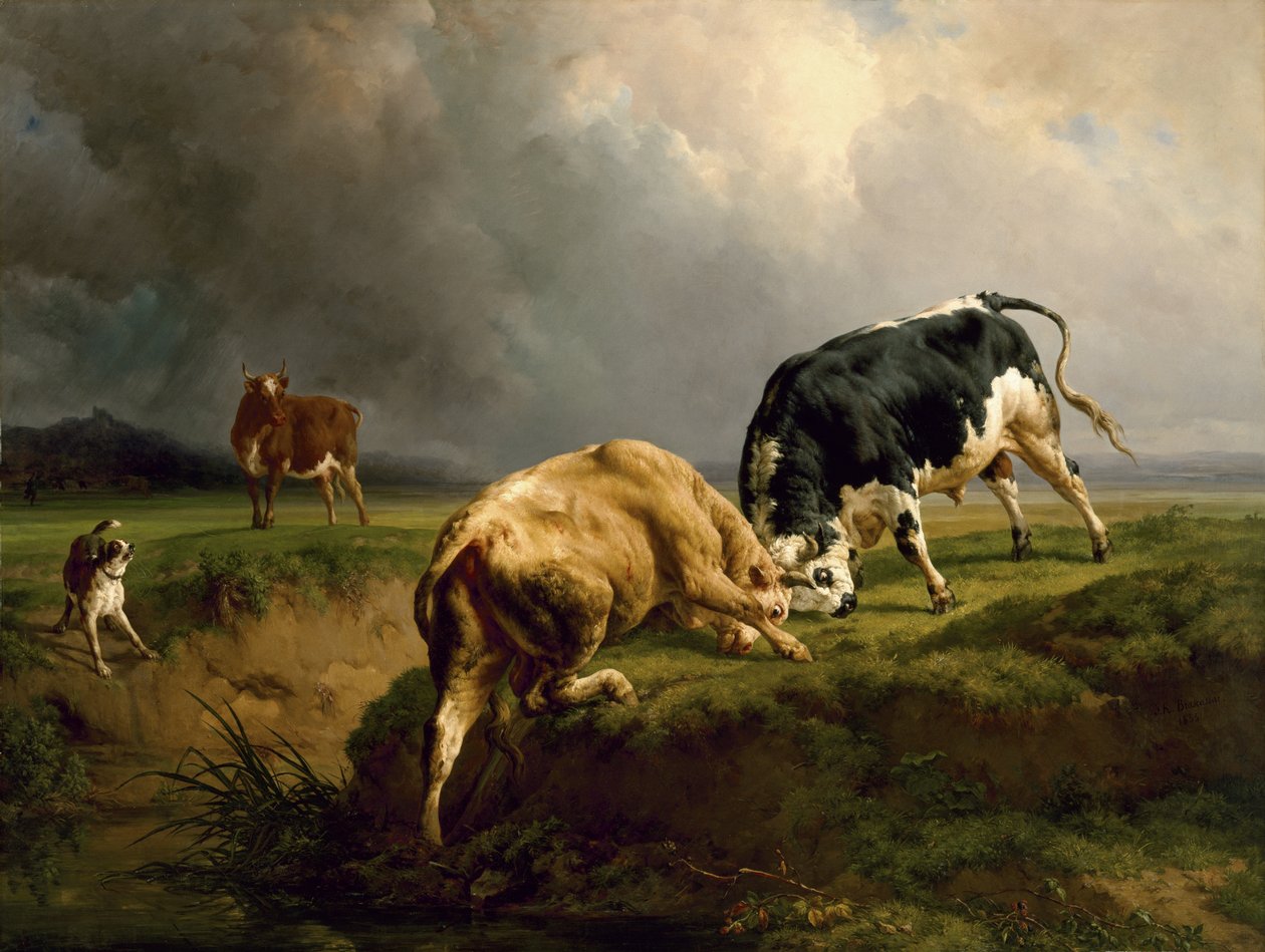 En oksekamp, 1855 av Jacques Raymond Brascassat