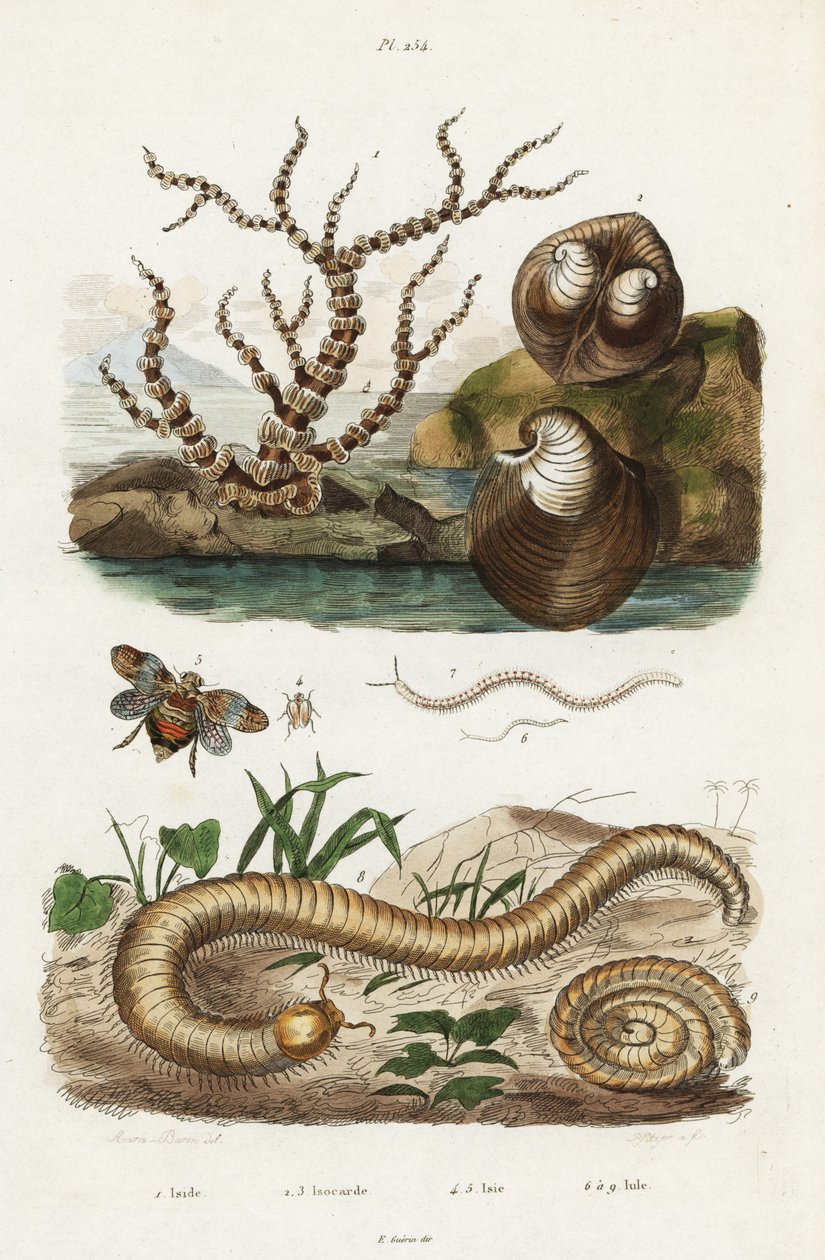 Bambuskoraller, oksehjertemusling og plantehoppere. av Jacques Reyne Isidore Acarie Baron