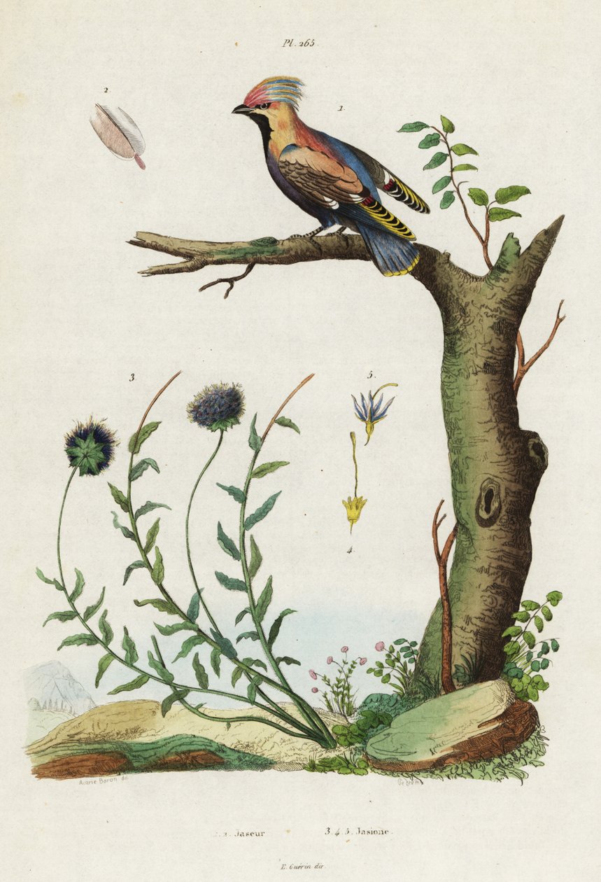 Bohemsk voksvinge og sauebitt. av Jacques Reyne Isidore Acarie Baron