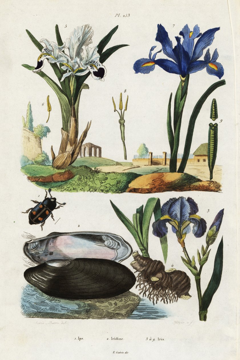 Iris, blåskjell og bille. av Jacques Reyne Isidore Acarie Baron