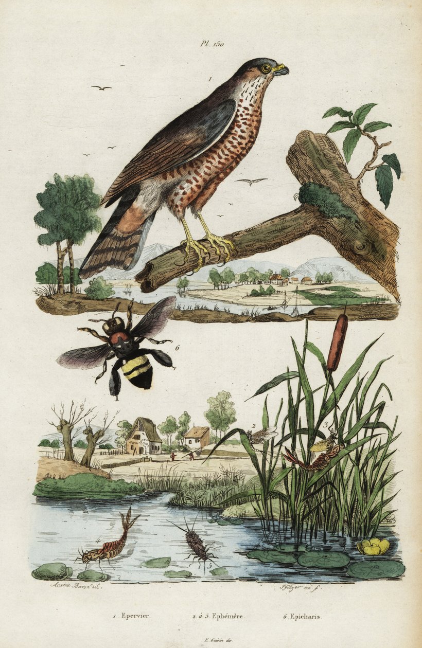 Sparrowhawk, mayfly and bee.,1834-1839 (gravering) av Jacques Reyne Isidore Acarie Baron