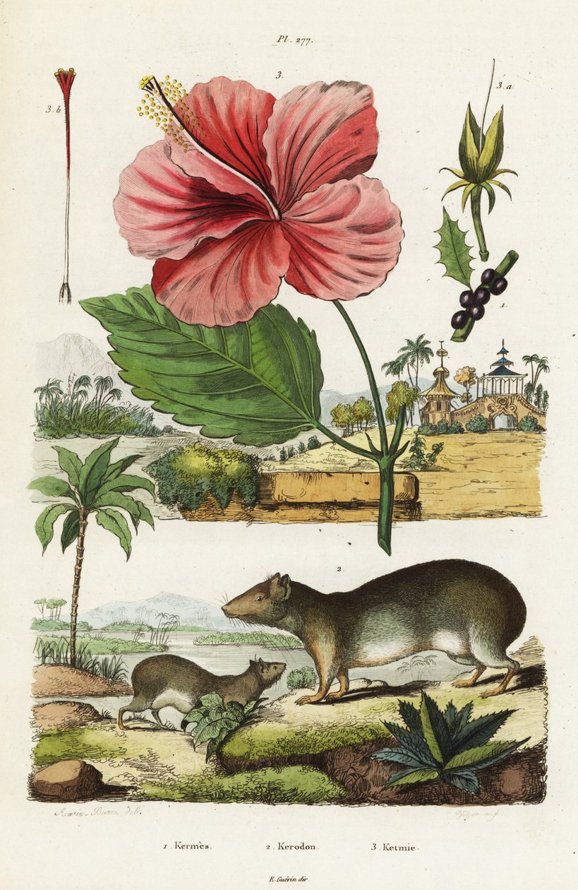 Berghule og kinesisk hibiskus. av Jacques Reyne Isidore Acarie Baron