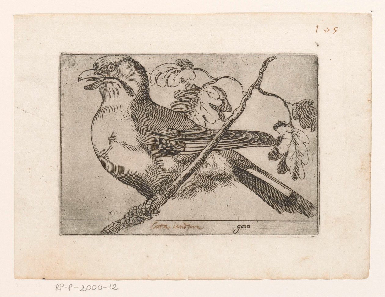 Gaai Gaio (tittel på objekt) Vogels (serietittel) av Jacques de Fornazeris (possibly)