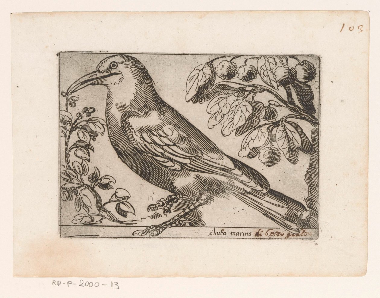 Vogel Chuta marina (tittel på objekt) Vogels (serietittel) av Jacques de Fornazeris (possibly)