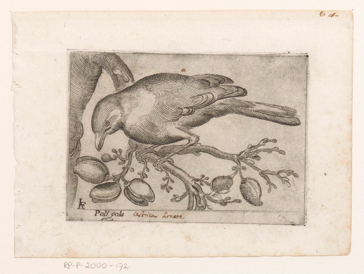 Vogel Poli gola (tittel på objekt) Vogels (serietittel) av Jacques de Fornazeris