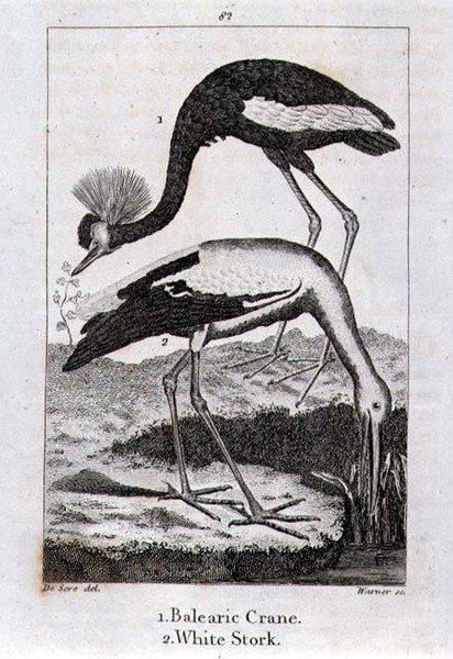 Balearic Crane and White Stork, fra 
