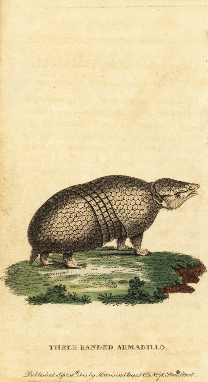 Brasiliansk trebåndet beltedyr, Tolypeutes tricinctus, 1800 (gravering) av Jacques de Seve