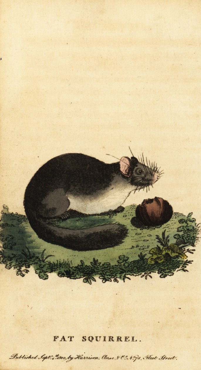 Spiselig dormus eller fet dormus, Glis glis.,1800 (gravering) av Jacques de Seve