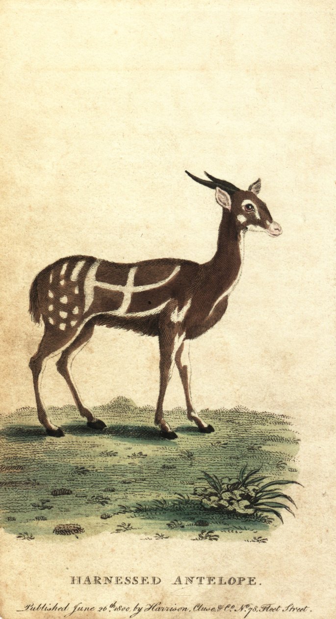 Selet bushbuck eller kewel, Tragelaphus scriptus.,1800 (gravering) av Jacques de Seve