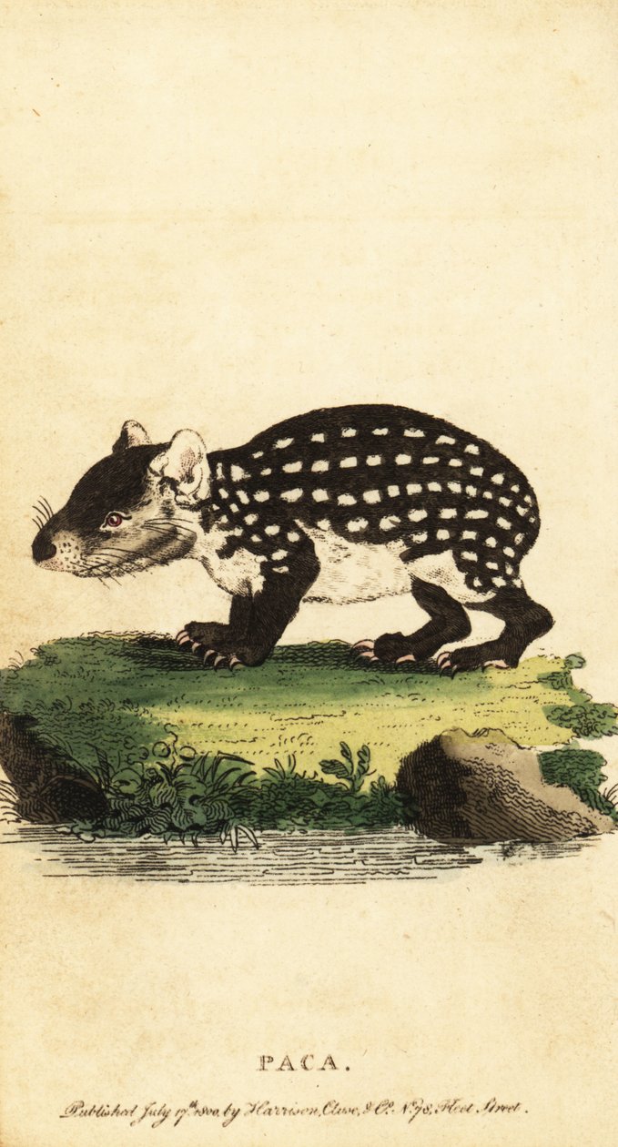 Lowland paca eller flekket paca, Cuniculus paca., 1800 (gravering) av Jacques de Seve