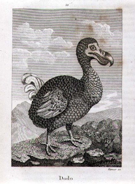 The Dodo, fra "A History of the Earth and Animated Nature", av Oliver Goldsmith, utgitt i London av Jacques de Seve