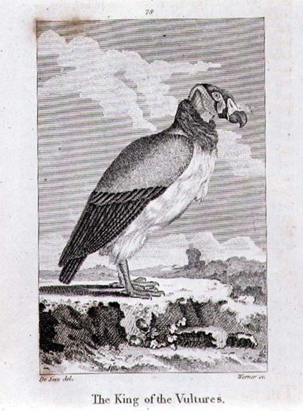 The King of The Vultures, fra "History of the Earth and Animated Nature", av Oliver Goldsmith, utgitt i London av Jacques de Seve