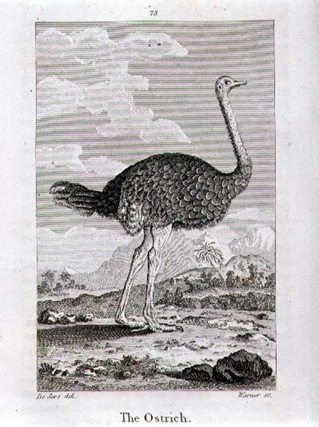 The Ostrich, fra 