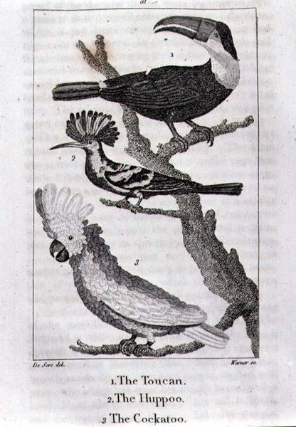 The Tucan, The Huppoo and The Cockatoo, fra 