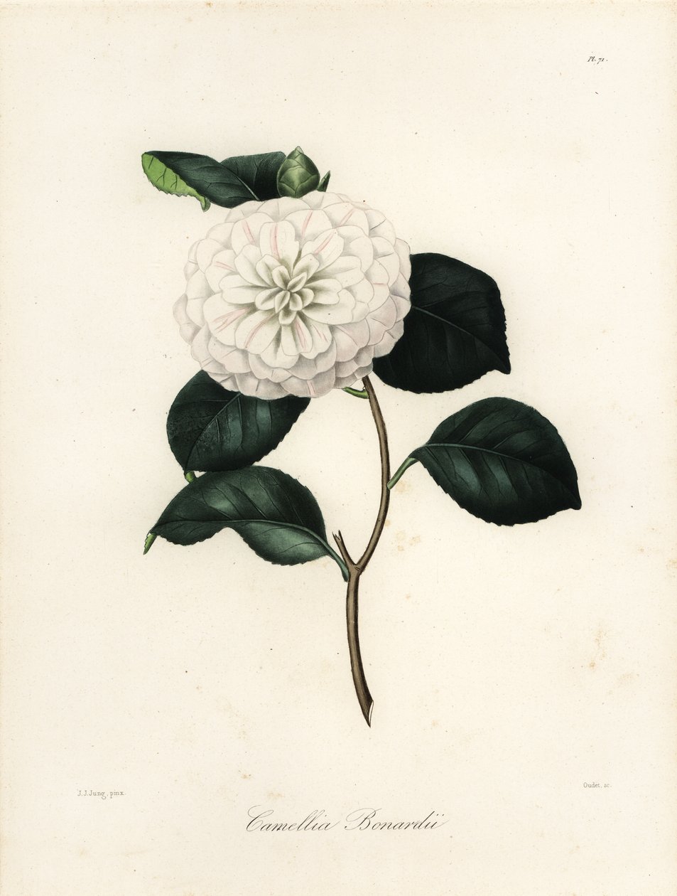 Camellia japonica variant, Camellia bonardii eller Camellia bonnardii av Jakob (after) Jung