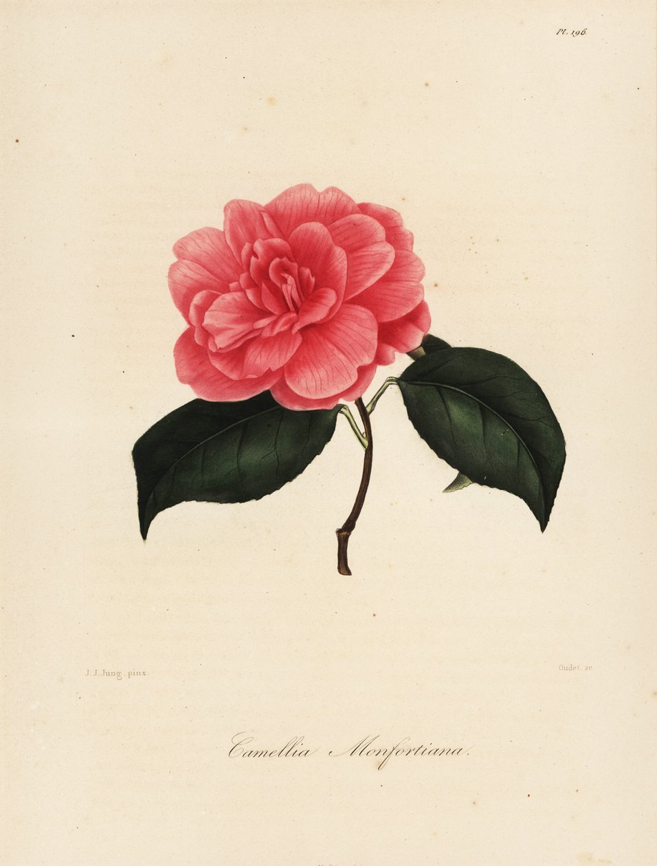 Camellia japonica variant, Camellia monfortiana av Jakob (after) Jung