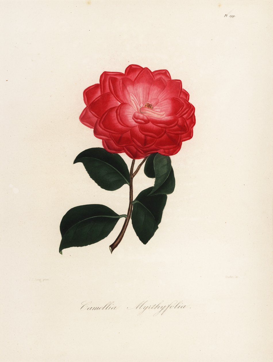Camellia japonica variant, Camellia myrthyfolia av Jakob (after) Jung