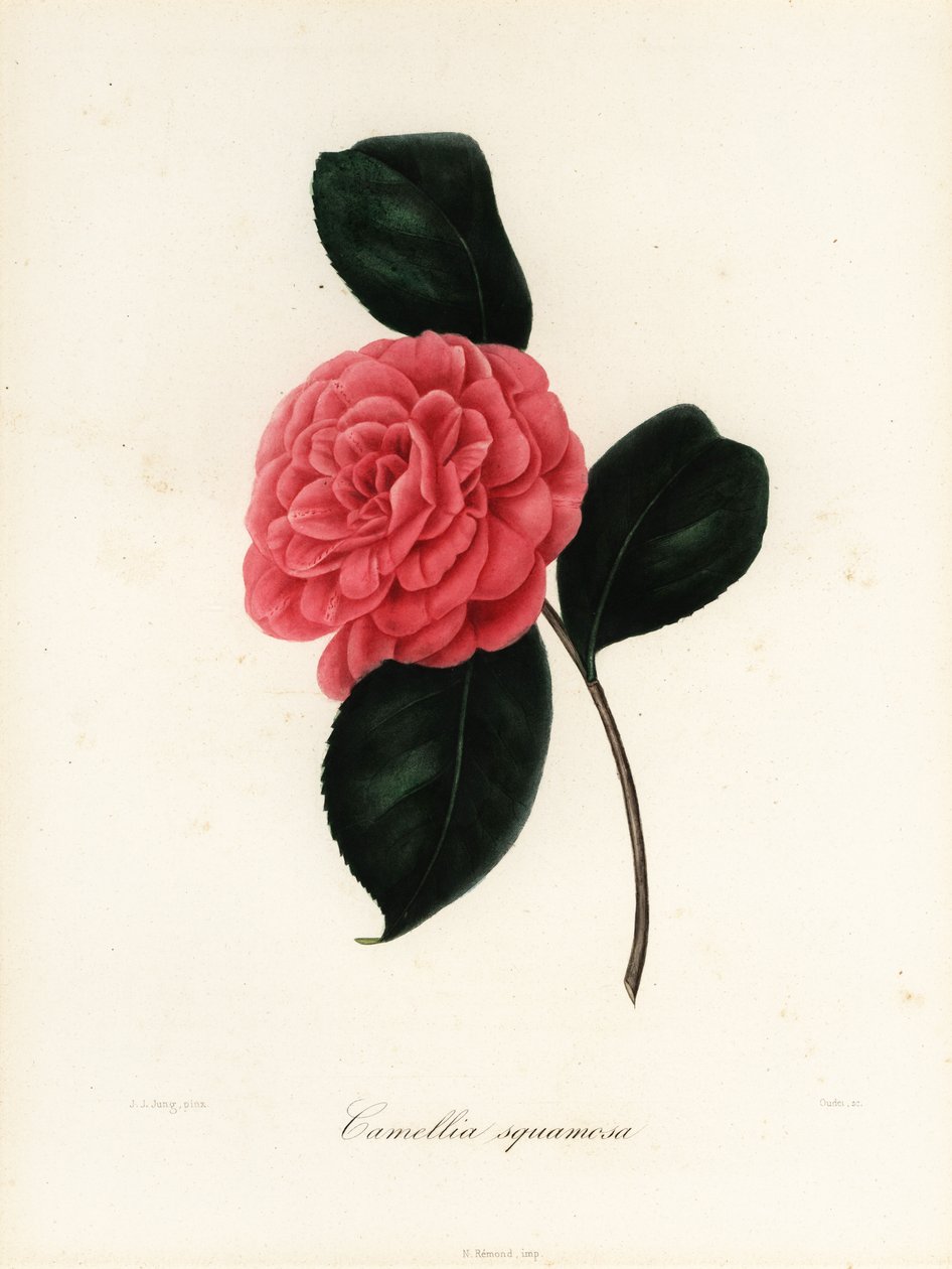 Camellia japonica variant, Camellia squamosa eller Camellia squammosa av Jakob (after) Jung