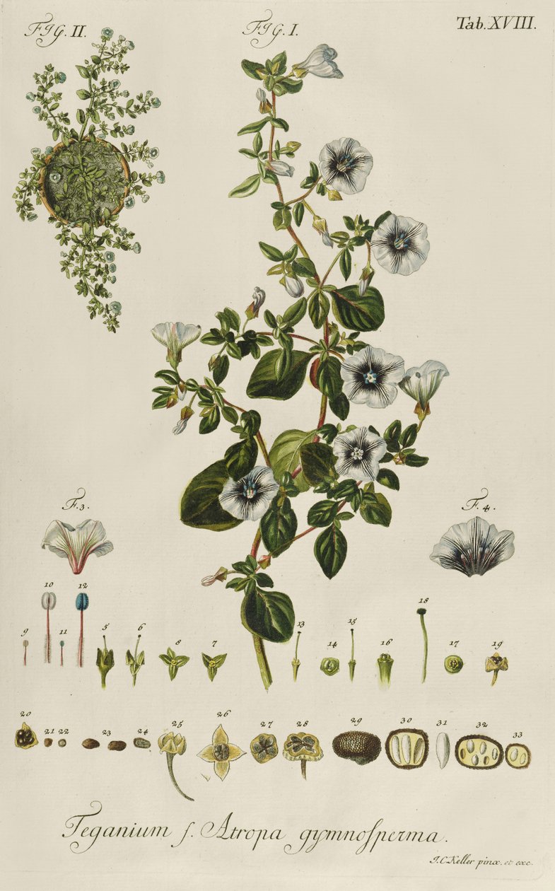 Convolvulus: Teganius f. Atropa gymnosperma fra "Rare Plants" av Jakob Christoph Keller