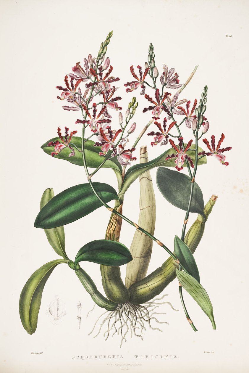 Illustrasjon av Myrmecophila tibicinas som syn. Schomburgkia flutis av James Bateman