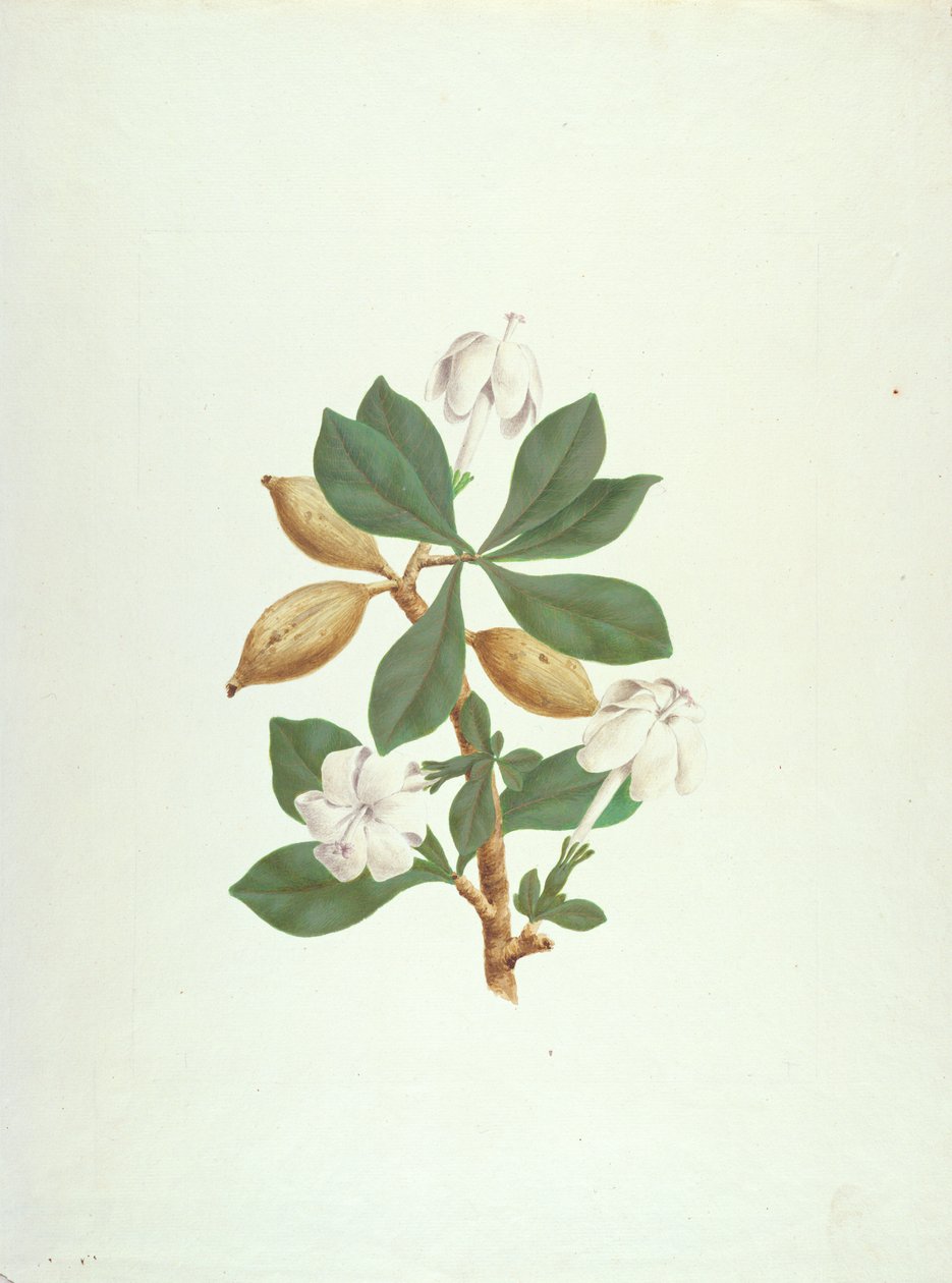 Aquariti (blader, blomster og frukt) (gouache over grafitt på papir) av James Bruce