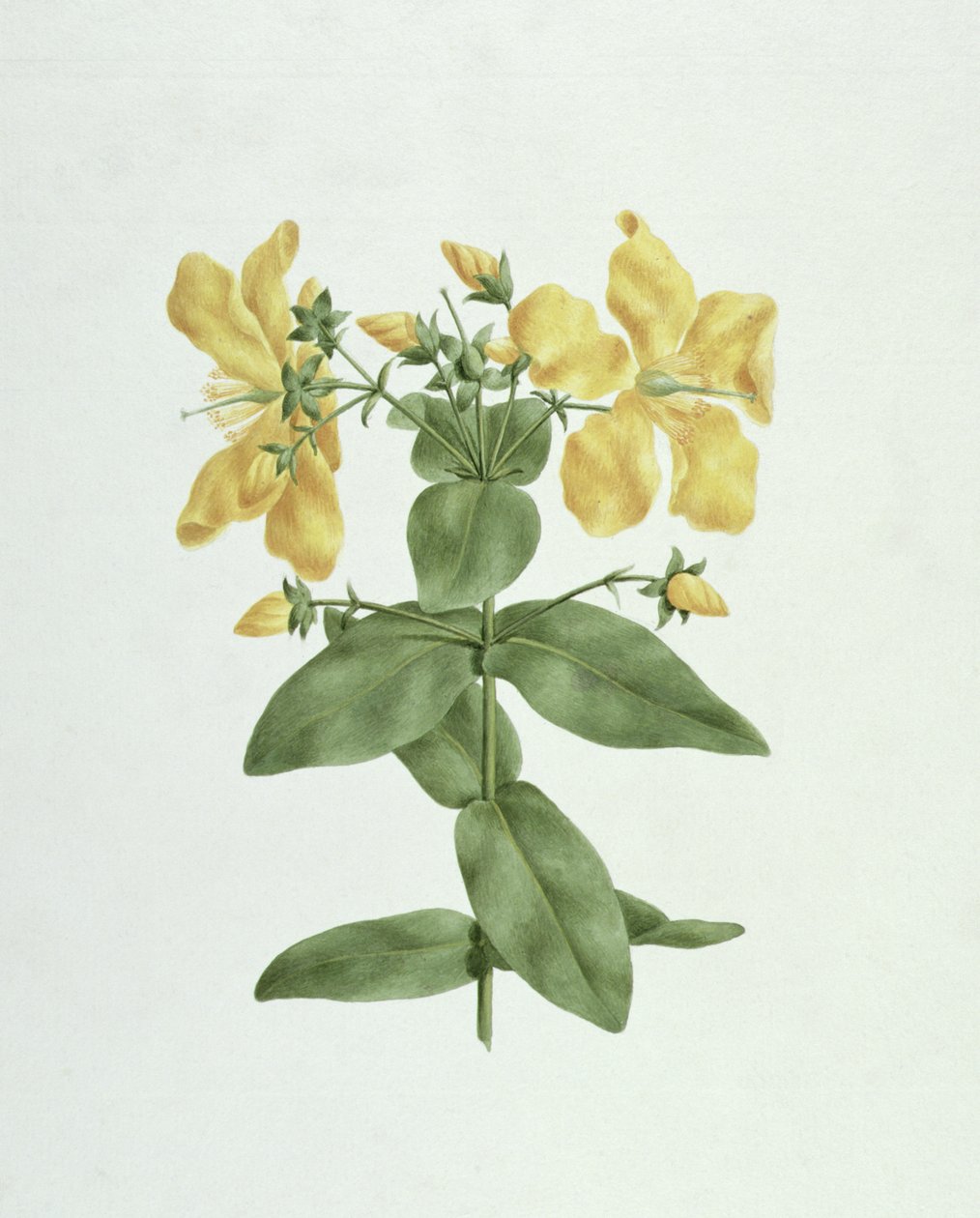 Feel-Fetch (Hypericum quartinianum) (wc over grafitt på papir) av James Bruce