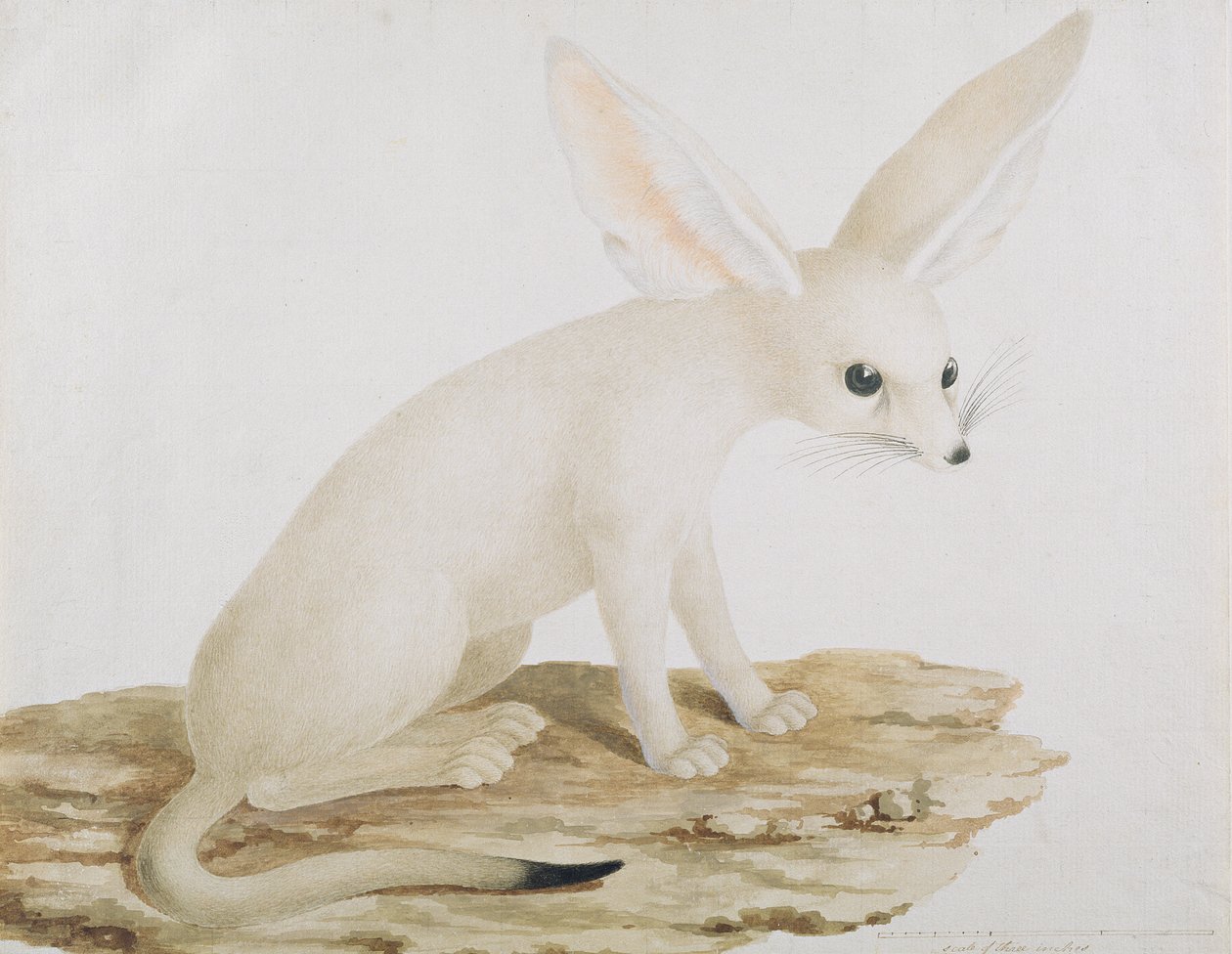 Fennec nr. 3 Original av illustrasjon i Travels through Abyssinia (wc og blekk på papir) av James Bruce
