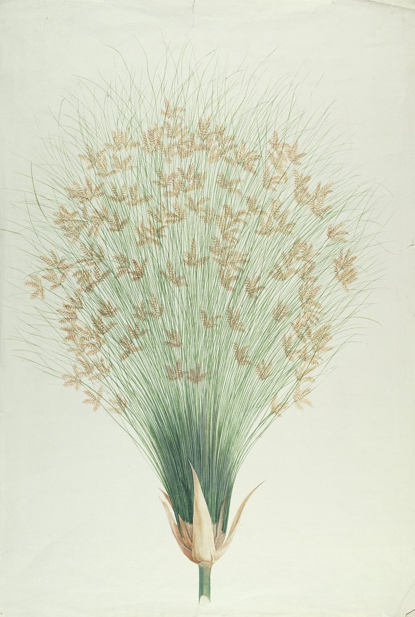 Papyrus (wc over grafitt på papir) av James Bruce