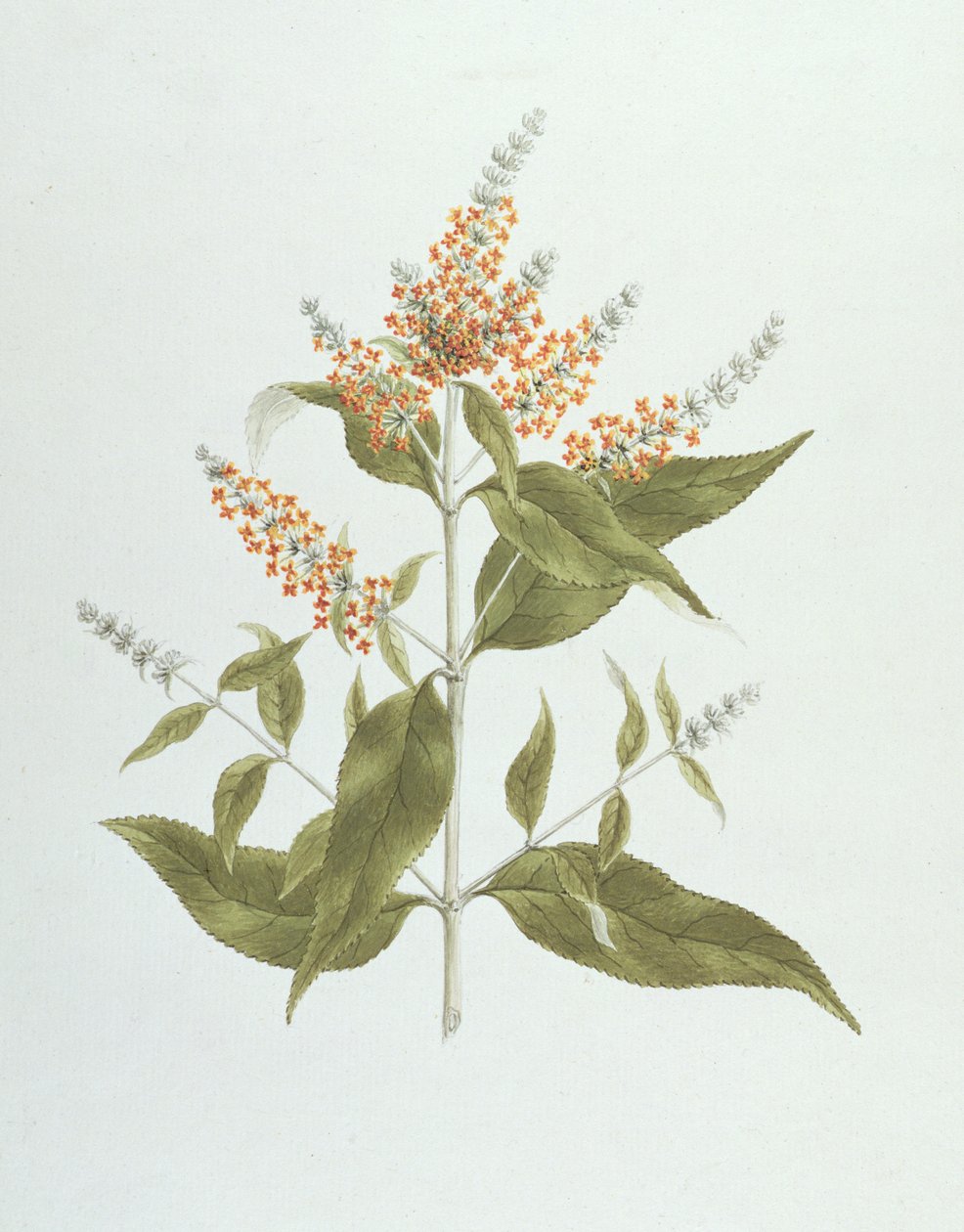 Umtar (Buddleia polystachya) (wc over grafitt på papir) av James Bruce